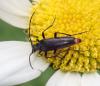 Rutpela nigra